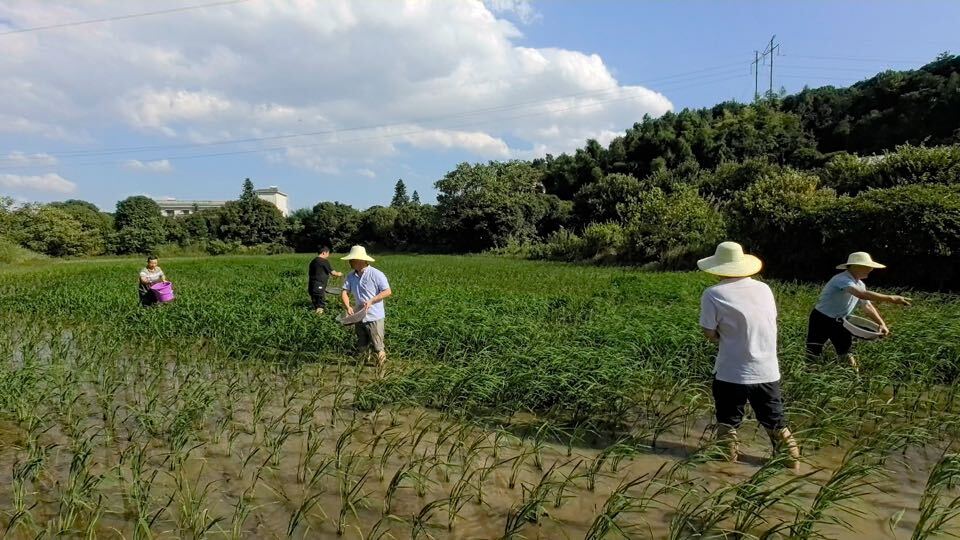 開福區(qū)司法局黨支部深入田間地頭，開展“我在鄉(xiāng)間有畝田”主題黨日活動(dòng)